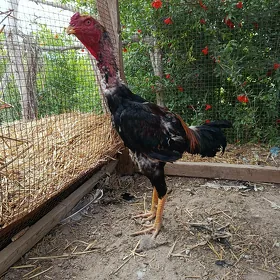 baysow