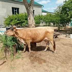 sygyr
