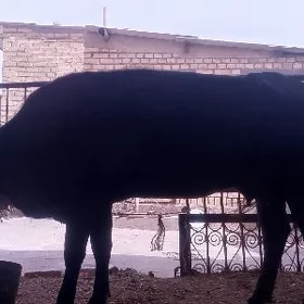 göleli sygyr