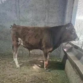 MÌŞKA OKÜZ ŞWES ARASSA