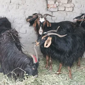 gysyr geçi