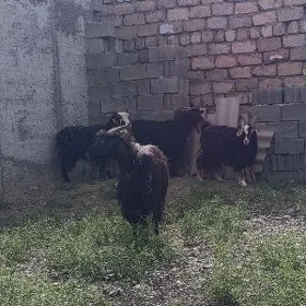 geciler