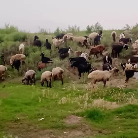 işşek