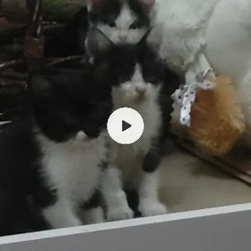 Отдаю котят