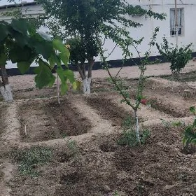 satlyk plan jay