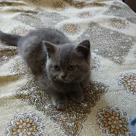 котёнок