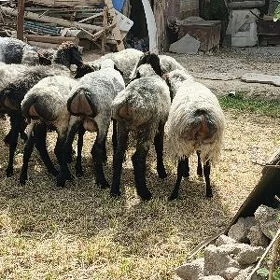 Goýun işşek