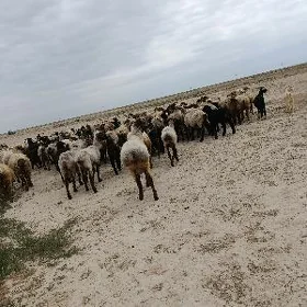 guýun
