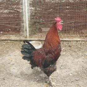 Towuk juyje