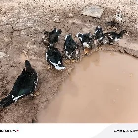 indawutga gaz ördek