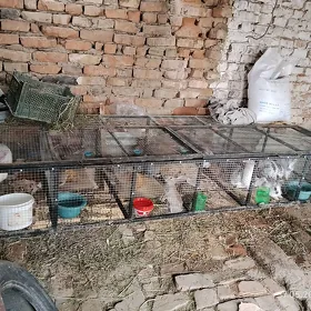 satlyk ketek(towsan un)