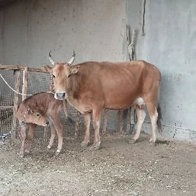 goleli