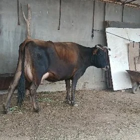 ÿeketar sygyr