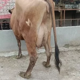 hileli sygyr