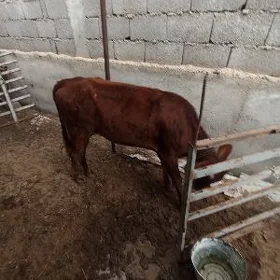 TÜWE