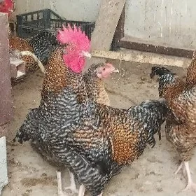 Dominant horoz