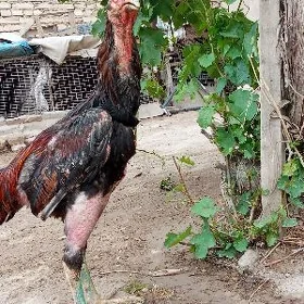 baysow