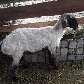 bakylan goýun arassja