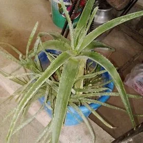 aloe vera