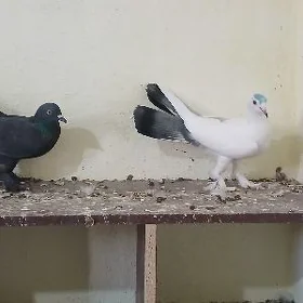 kepderi