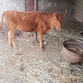 SIMENTAL TUWE ARASSA