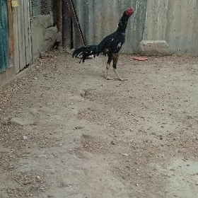 horaz
