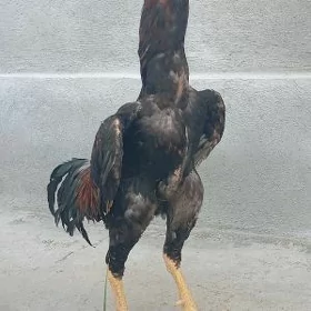 taşgent horoz