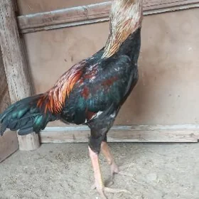 Horaz baýsow