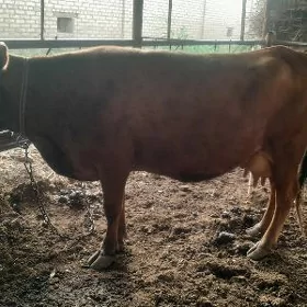 goleli sygyr