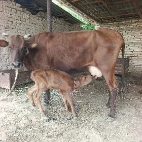 sygyr goleli