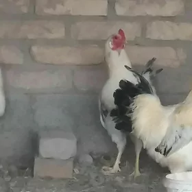 ak horaz ak towk