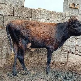 öküz