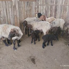Guzuly goýunlar