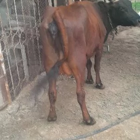 goleli sygyr