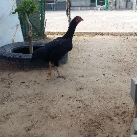 taşgent mäki