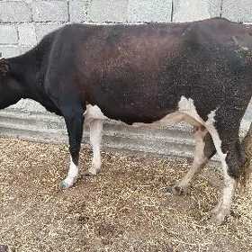 goleli sygyr