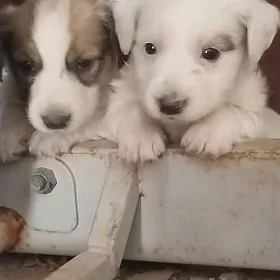 щенки