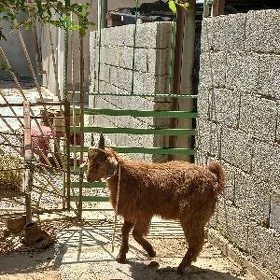 geci