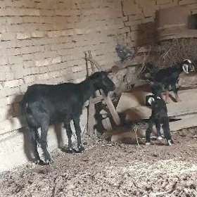 Geci