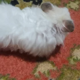 хомяк
