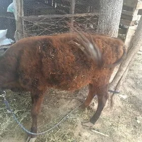 öküz