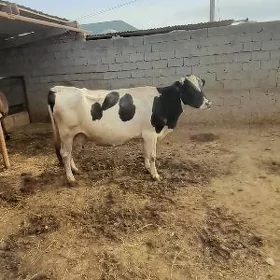 Ala Sygyr gibritAla sygyr