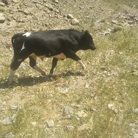 Arassa mallar