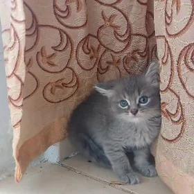 Pişijekler