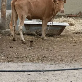 GYSYR SYGYR
