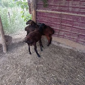 goçkar