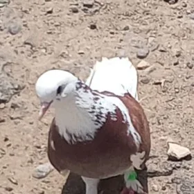 kepderi
