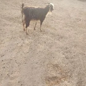 geçy