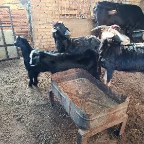 owlakly geçi