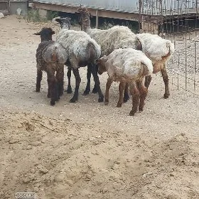 Goýun